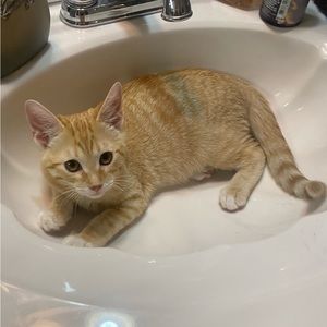 Meet your Posher, Khaleesi